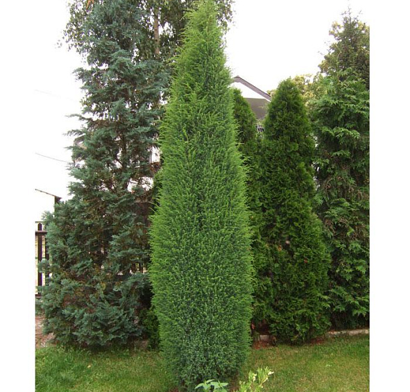 Можжевельник обыкновенный 'Суецика'