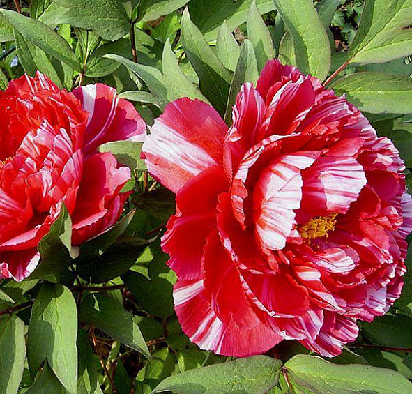 древовидный Шима Нишики (suffruticosa Shima Nishiki)