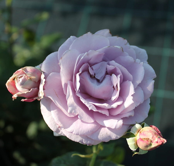 Роза 'Новалис' (флорибунда) (фиолетовая)