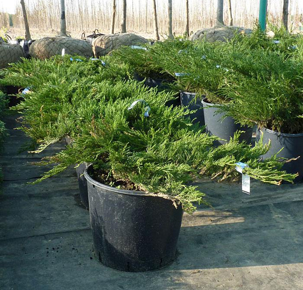 Можжевельник казацкий 'Тамарисцифолия'