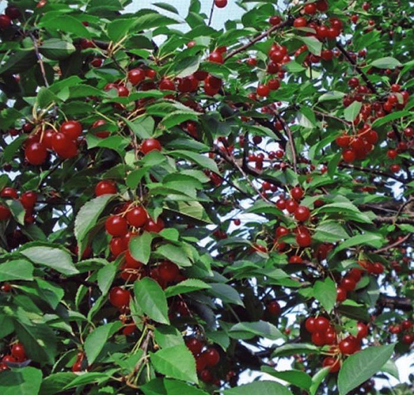 Вишня обыкновенная 'Любская'