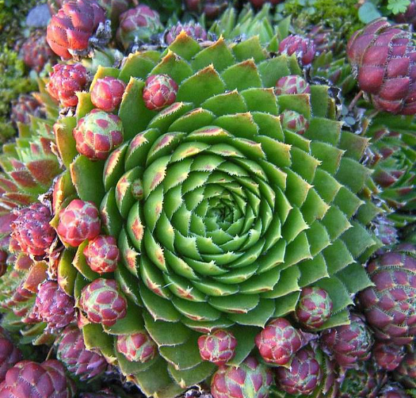 Молодило русское