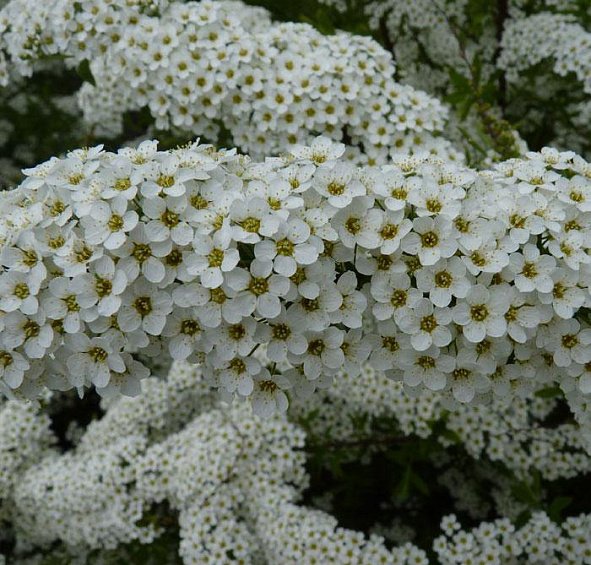 Спирея серая (пепельная) 'Грефшейм'