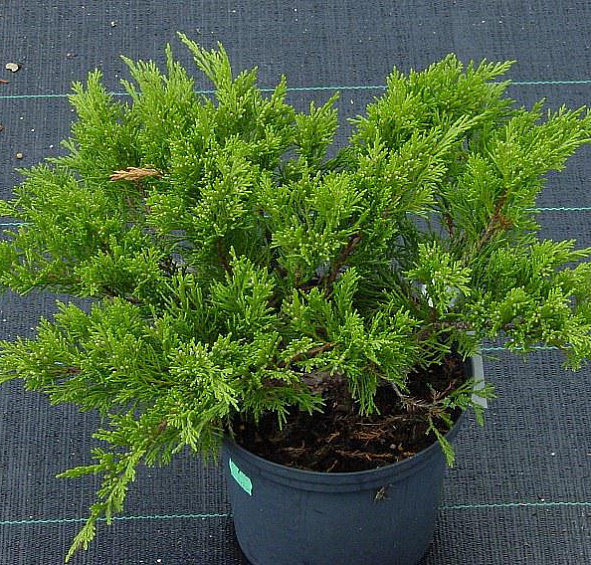 Можжевельник казацкий 'Рокери Джем'