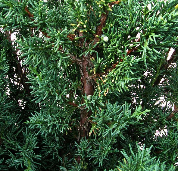 Можжевельник китайский 'Блау'