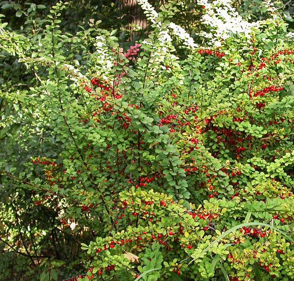 Барбарис Тунберга