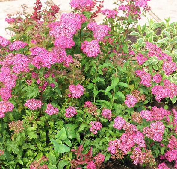 Спирея японская 'Криспа'