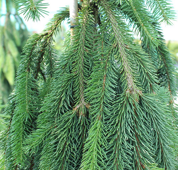 Ель обыкновенная 'Инверса'