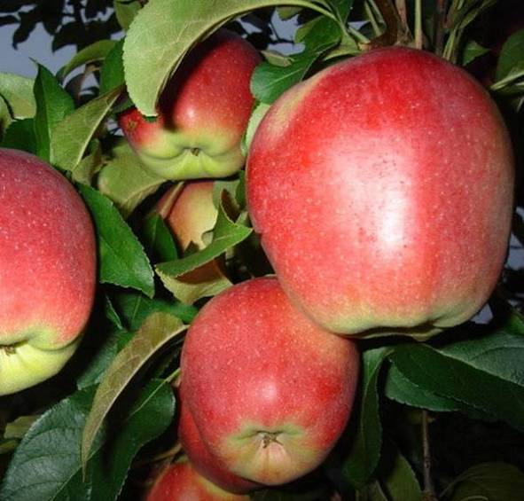 Яблоня Лигол