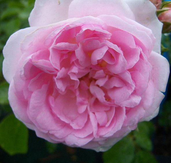 Роза Лавли Мейян (Lovely Meilland)