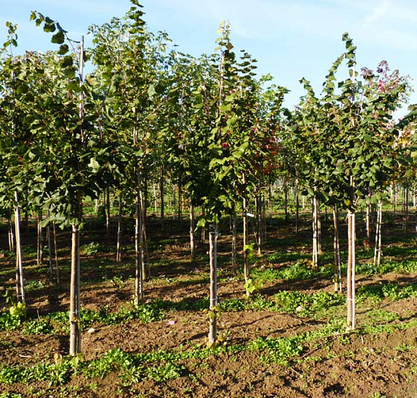 Липа крупнолистная