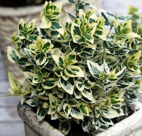 Бересклет Форчуна 'Эмеральд Гаити'