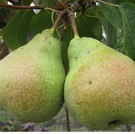 Груша 'Новелла'