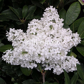 Сирень обыкновенная 'Лебедушка' (белая)