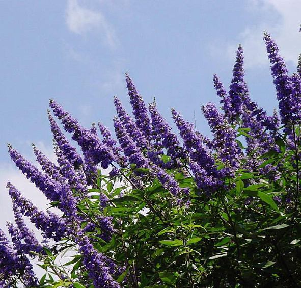 Буддлея Давида 'Блек Найт'