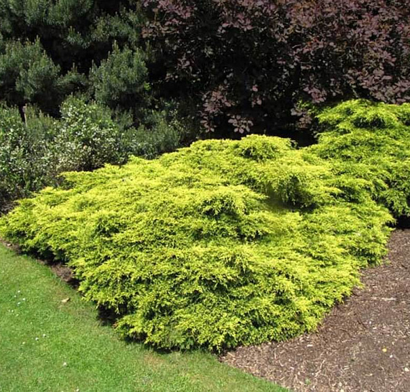 Можжевельник пфитцериана Голд Коаст (Gold Coast)