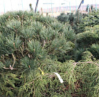 Фотоальбом Апрель в садовом центре (2012 г) Хвойные кустарники