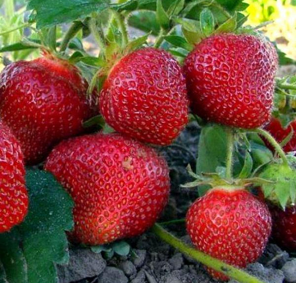 Земляника (клубника) 'Настенка'