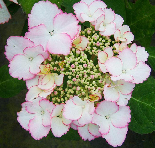 Гортензия крупнолистная 'Лов ю Кисс'