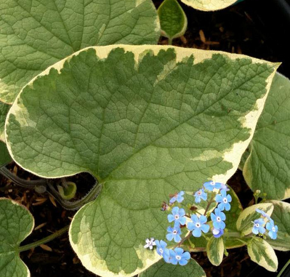 Бруннера крупнолистная 'Хадспен Крим'