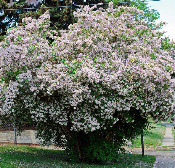 Кольквиция прелестная 'Пинк Клоуд'