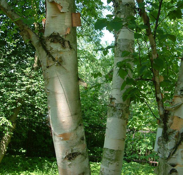 Береза бумажная
