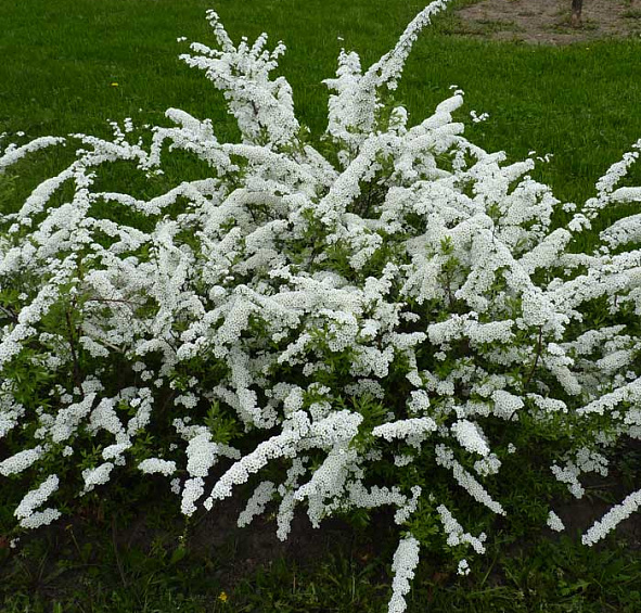 Спирея серая (пепельная) 'Грефшейм'