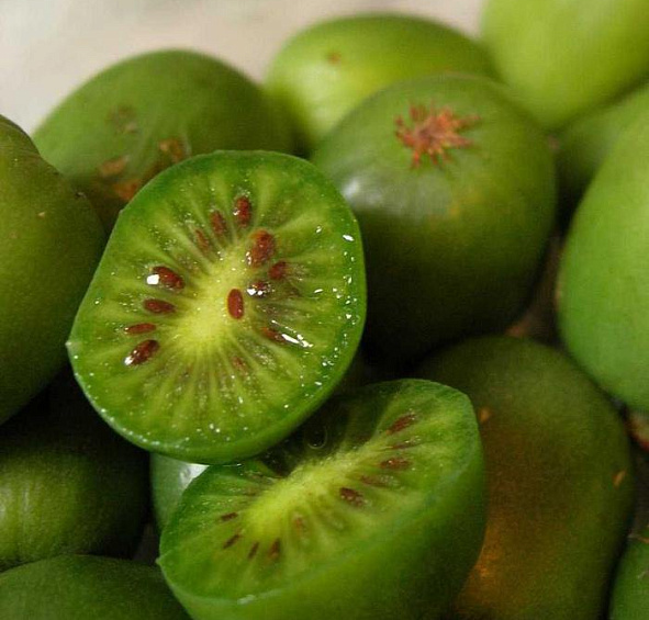 Актинидия Aргута 'Исаи'