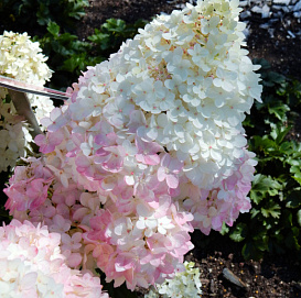 Гортензия метельчатая 'Меджикал Андес'