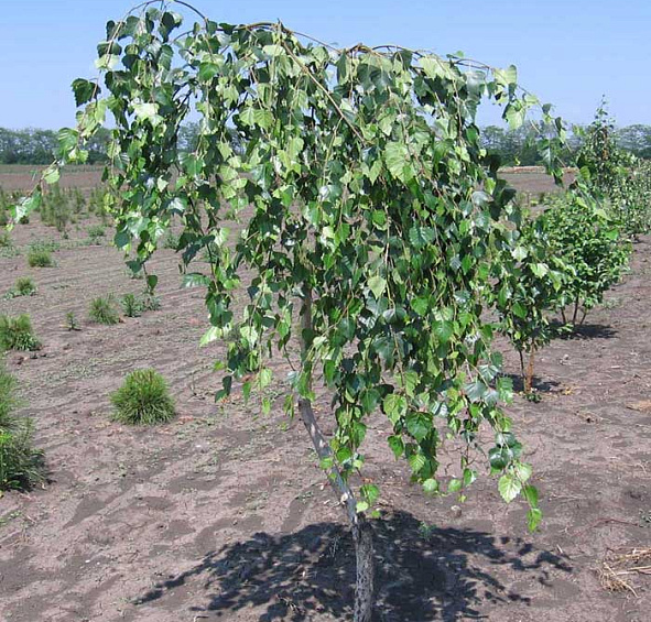 Береза повислая 'Юнги'