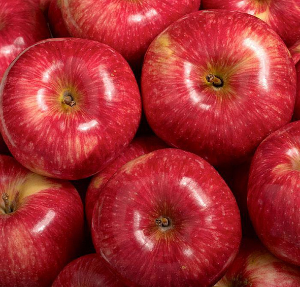 Яблоня домашняя 'Мантет'