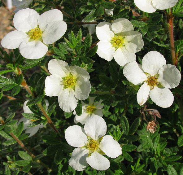 Лапчатка кустарниковая 'МакКейс Уайт'
