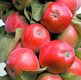 Яблоня колоновидная 'Московское ожерелье'