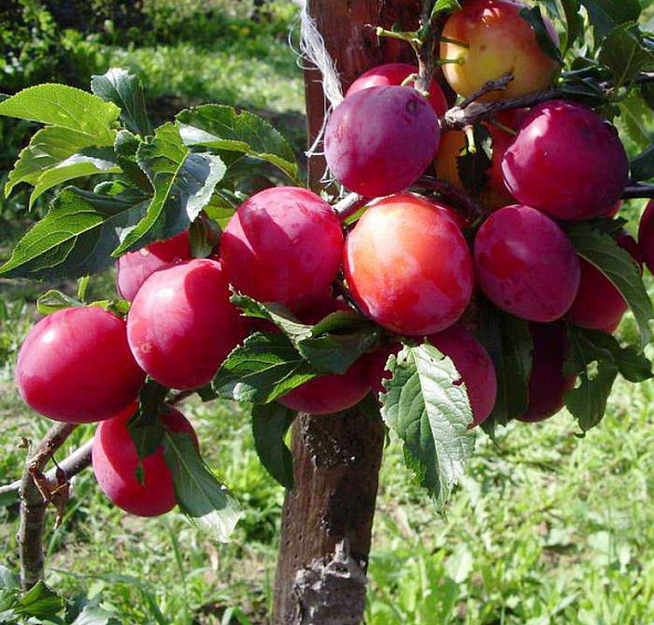 Слива китайско-уссурийская 'Скороплодная'