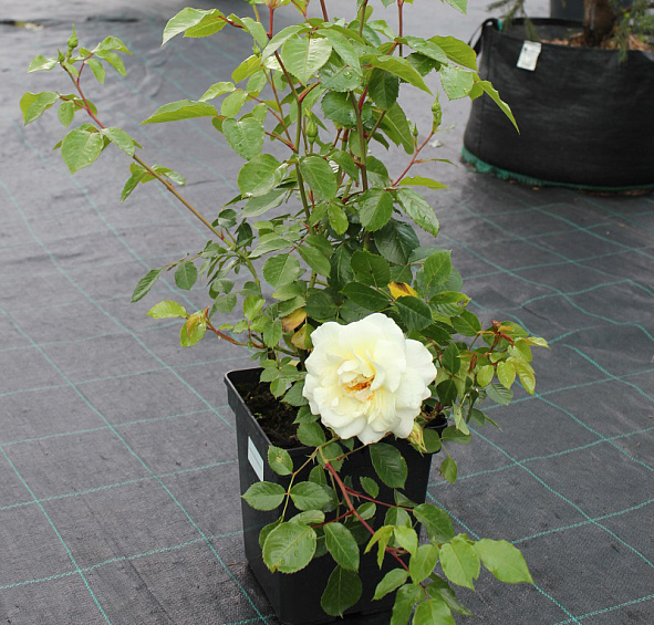 Роза 'Лемон Романтика' (флорибунда) (белая)