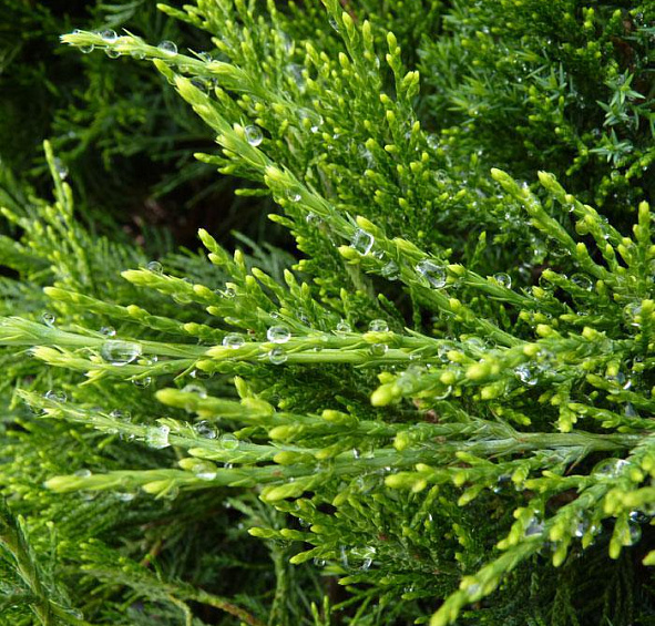 Можжевельник пфитцериана 'Минт Джулеп'