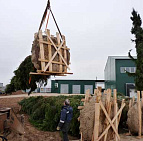 Фотоальбом Крупномеры Ели сербской (Picea omorica) 11 м. Фотография 2