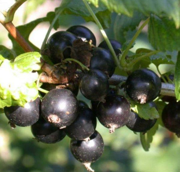 Смородина Экзотика (черная)