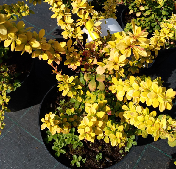 Барбарис Тунберга 'Сенсейшен'