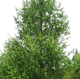 Лиственница сибирская