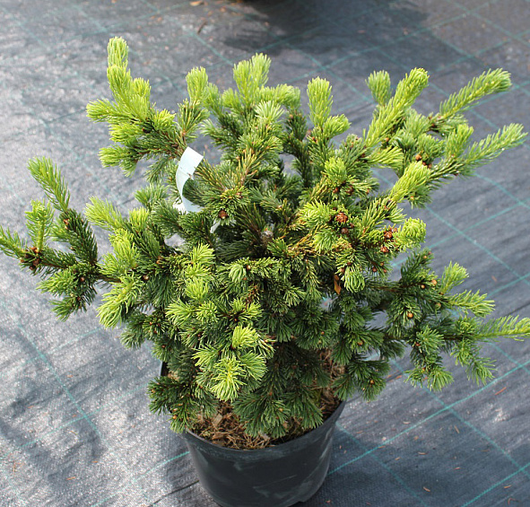 Ель колючая 'Лаки Страйк'