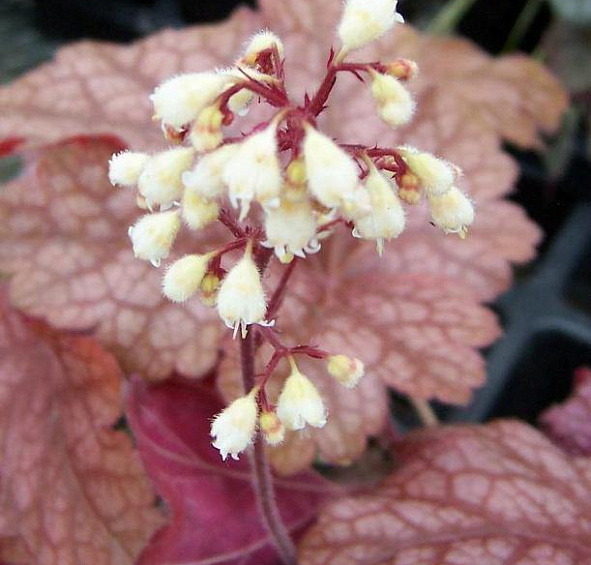 Спарклинг Бургунди