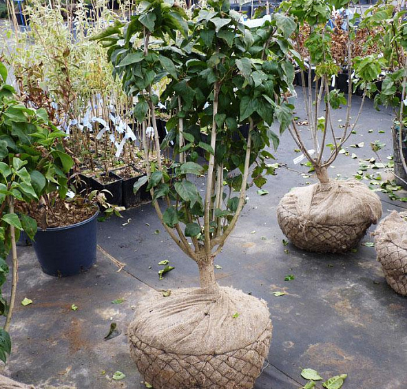 Сирень обыкновенная 'Шарль Жоли' (фиолетовая)