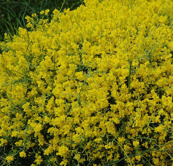 Ракитник стелющийся