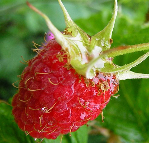 Малина 'Брянское диво'