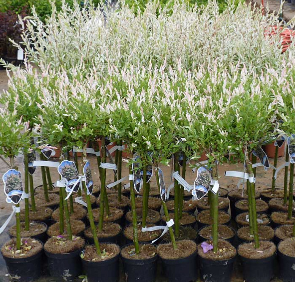 Ива цельнолистная 'Хакуро-Нишики'