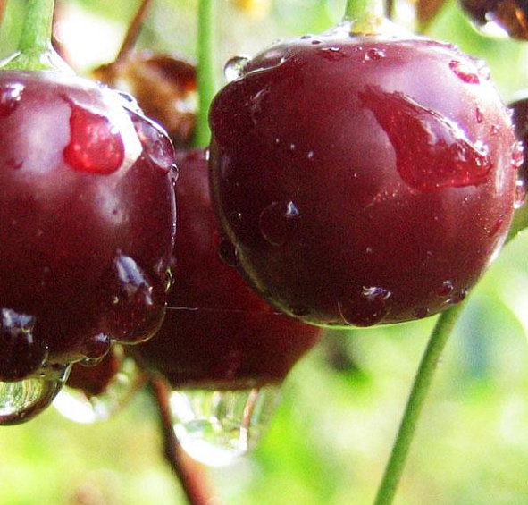 Вишня обыкновенная 'Октава'