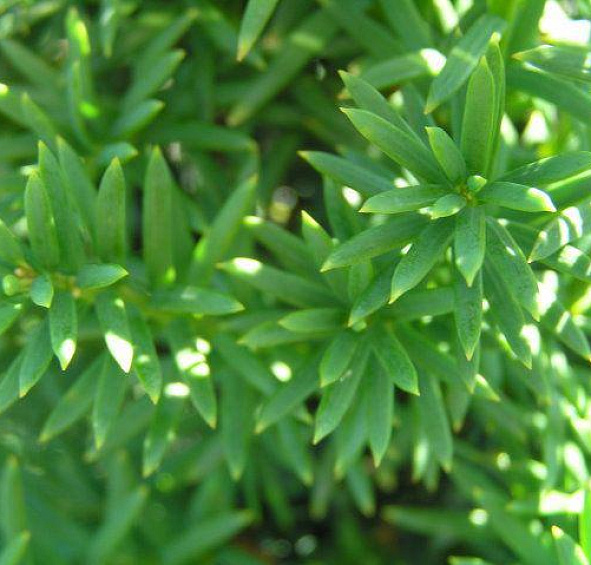 Тис ягодный 'Оверейндери'