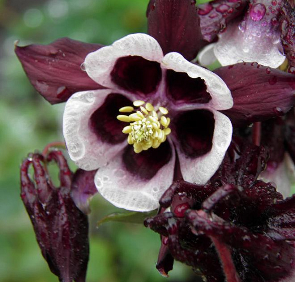 Аквилегия обыкновенная Уильям Гинесс