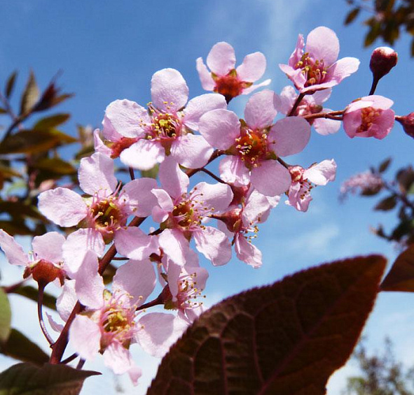 Черемуха обыкновенная 'Колората'